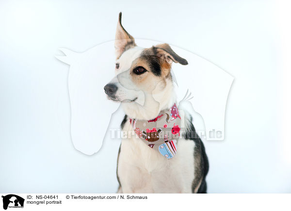 Mischling Portrait / mongrel portrait / NS-04641