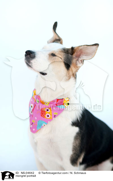 Mischling Portrait / mongrel portrait / NS-04642