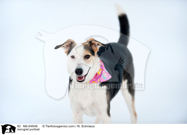 Mischling Portrait / mongrel portrait / NS-04646