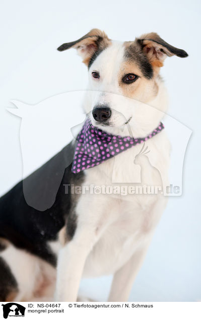 Mischling Portrait / mongrel portrait / NS-04647