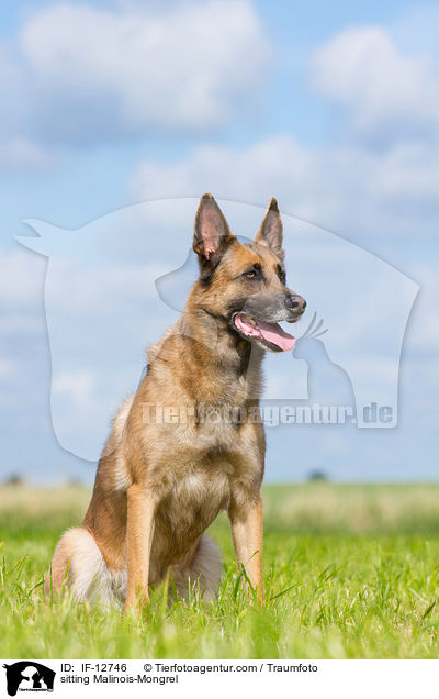 sitzender Malinois-Mischling / sitting Malinois-Mongrel / IF-12746