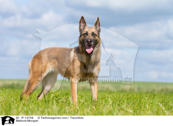 Malinois-Mischling / Malinois-Mongrel / IF-12748