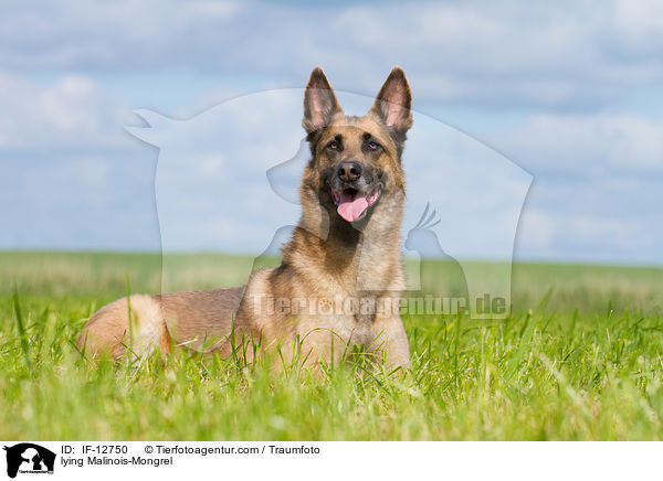 liegender Malinois-Mischling / lying Malinois-Mongrel / IF-12750