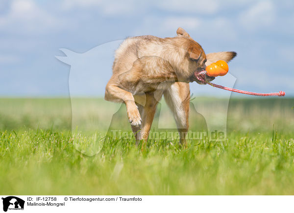 Malinois-Mischling / Malinois-Mongrel / IF-12758