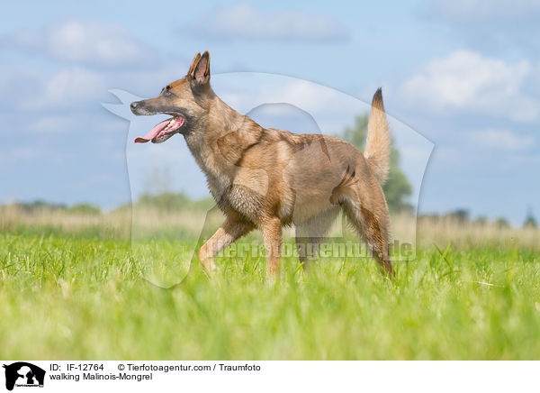 laufender Malinois-Mischling / walking Malinois-Mongrel / IF-12764