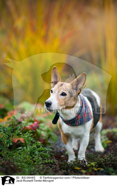 Jack-Russell-Terrier-Mischling / Jack-Russell-Terrier-Mongrel / BS-06485
