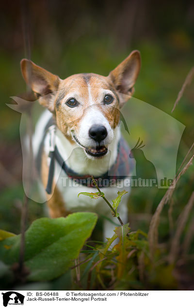 Jack-Russell-Terrier-Mischling Portrait / Jack-Russell-Terrier-Mongrel Portrait / BS-06488
