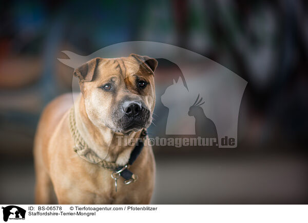 Staffordshire-Terrier-Mischling / Staffordshire-Terrier-Mongrel / BS-06578