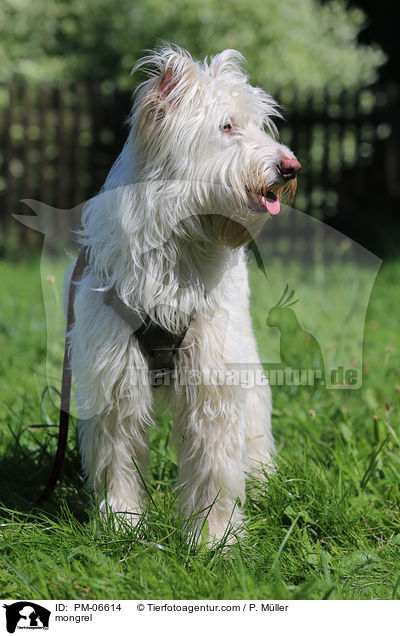 Mischling / mongrel / PM-06614