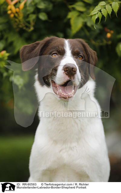 Mnsterlnder-Labrador-Border-Schferhund Portrait / Munsterlander-Labrador-Border-Shepherd Portrait / RR-90583