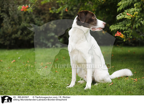sitzender Mnsterlnder-Labrador-Border-Schferhund / sitting Munsterlander-Labrador-Border-Shepherd / RR-90587
