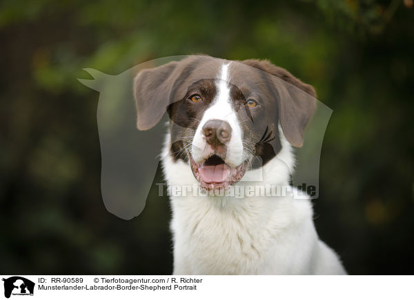 Mnsterlnder-Labrador-Border-Schferhund Portrait / Munsterlander-Labrador-Border-Shepherd Portrait / RR-90589