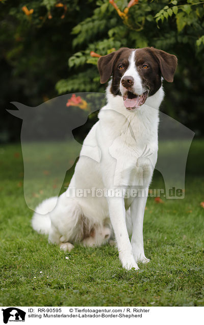 sitzender Mnsterlnder-Labrador-Border-Schferhund / sitting Munsterlander-Labrador-Border-Shepherd / RR-90595
