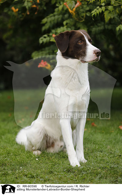 sitzender Mnsterlnder-Labrador-Border-Schferhund / sitting Munsterlander-Labrador-Border-Shepherd / RR-90596