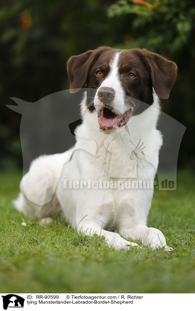 liegender Mnsterlnder-Labrador-Border-Schferhund / lying Munsterlander-Labrador-Border-Shepherd / RR-90599