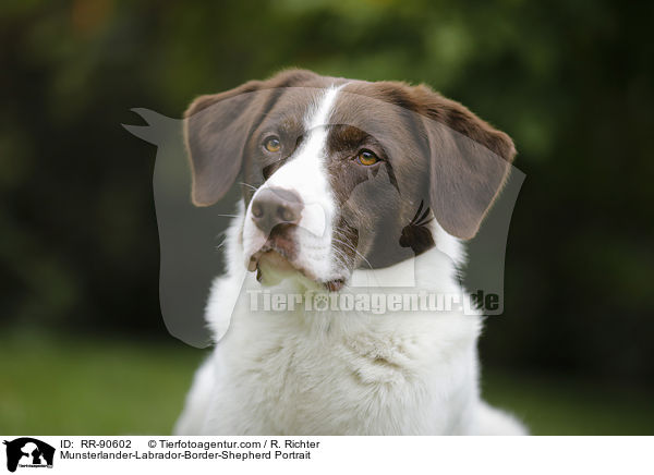 Mnsterlnder-Labrador-Border-Schferhund Portrait / Munsterlander-Labrador-Border-Shepherd Portrait / RR-90602