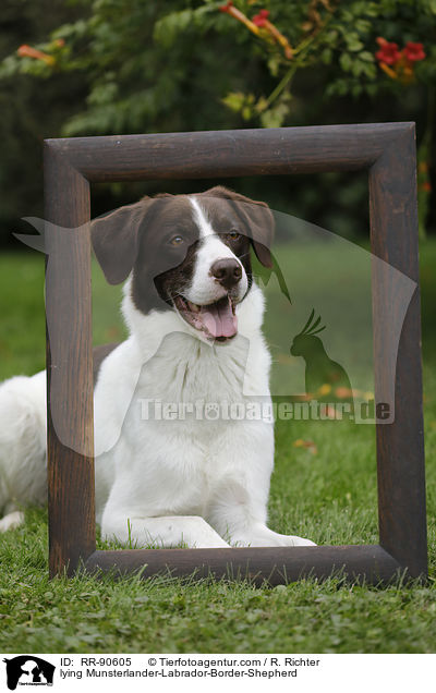 liegender Mnsterlnder-Labrador-Border-Schferhund / lying Munsterlander-Labrador-Border-Shepherd / RR-90605