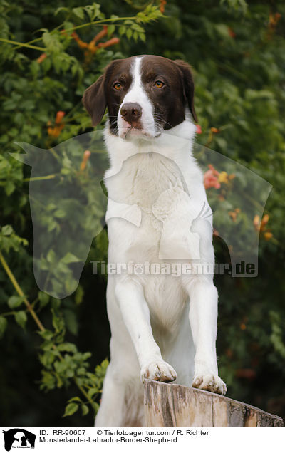 Mnsterlnder-Labrador-Border-Schferhund / Munsterlander-Labrador-Border-Shepherd / RR-90607