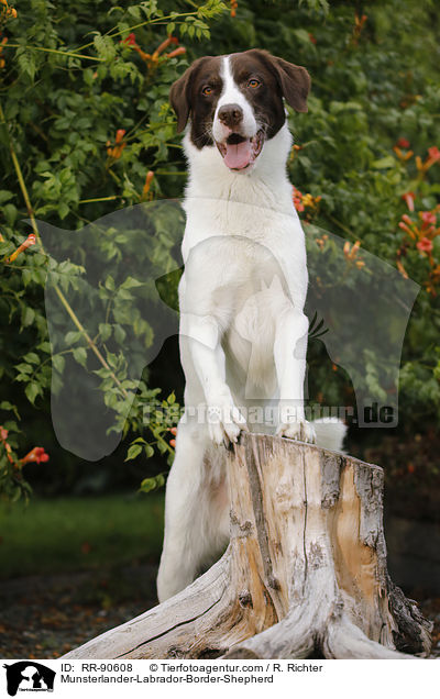 Mnsterlnder-Labrador-Border-Schferhund / Munsterlander-Labrador-Border-Shepherd / RR-90608