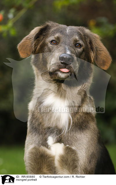 Mischling Portrait / mongrel portrait / RR-90880