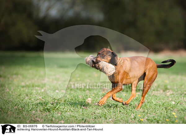 retrieving Hanoverian-Hound-Austrian-Black-and-Tan-Hound / BS-06876