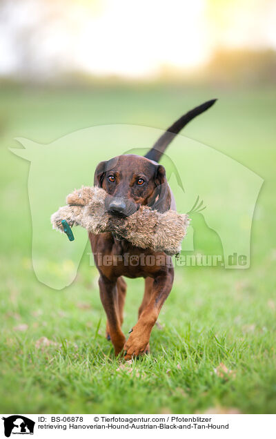 apportierende Hannoverscher-Schweihund-Brandlbracke / retrieving Hanoverian-Hound-Austrian-Black-and-Tan-Hound / BS-06878