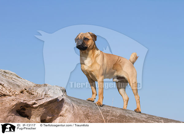 Mops-Pinscher / Pug-Pinscher / IF-13117