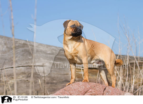 Mops-Pinscher / Pug-Pinscher / IF-13126