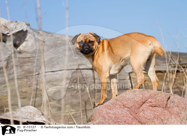 Mops-Pinscher / Pug-Pinscher / IF-13127