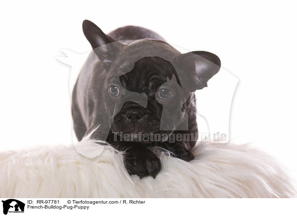French-Bulldog-Pug-Puppy / RR-97781