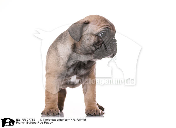 French-Bulldog-Pug-Puppy / RR-97785