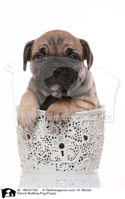 French-Bulldog-Pug-Puppy / RR-97790
