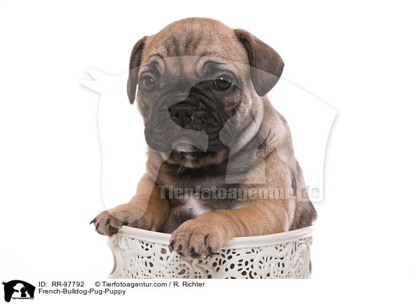 French-Bulldog-Pug-Puppy / RR-97792