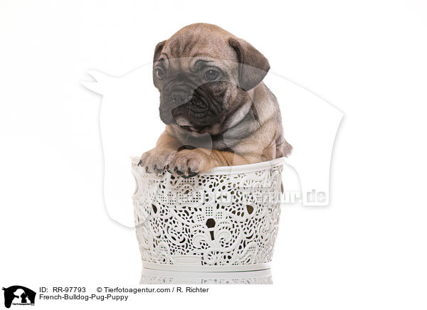 French-Bulldog-Pug-Puppy / RR-97793