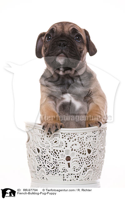 French-Bulldog-Pug-Puppy / RR-97794