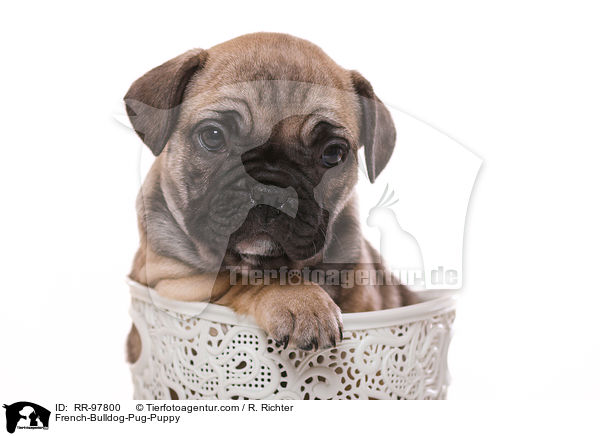 French-Bulldog-Pug-Puppy / RR-97800