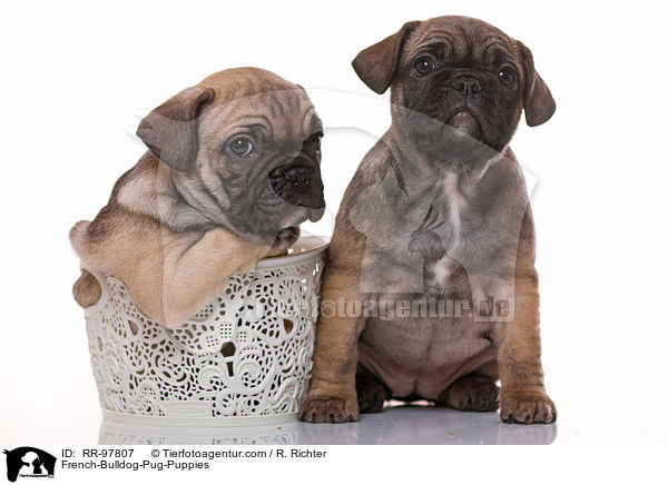 French-Bulldog-Pug-Puppies / RR-97807