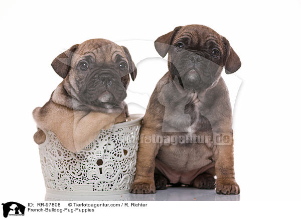 French-Bulldog-Pug-Puppies / RR-97808