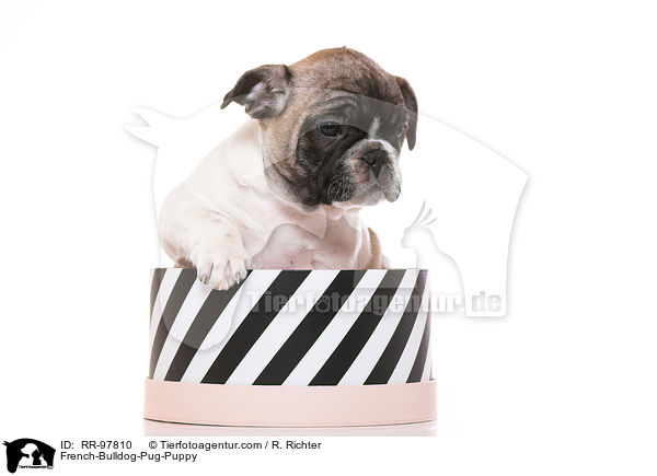 Frops Welpe / French-Bulldog-Pug-Puppy / RR-97810