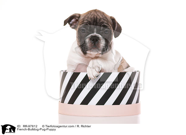 Frops Welpe / French-Bulldog-Pug-Puppy / RR-97812