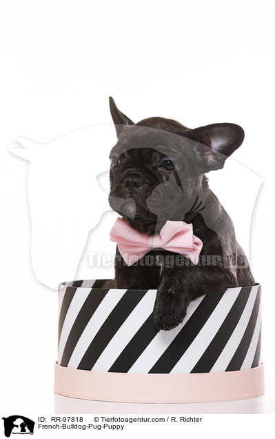 Frops Welpe / French-Bulldog-Pug-Puppy / RR-97818