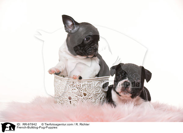 French-Bulldog-Pug-Puppies / RR-97842