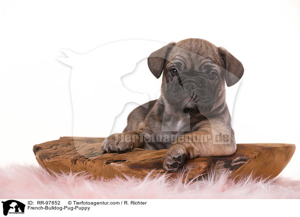 French-Bulldog-Pug-Puppy / RR-97852
