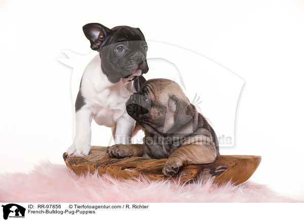 French-Bulldog-Pug-Puppies / RR-97856