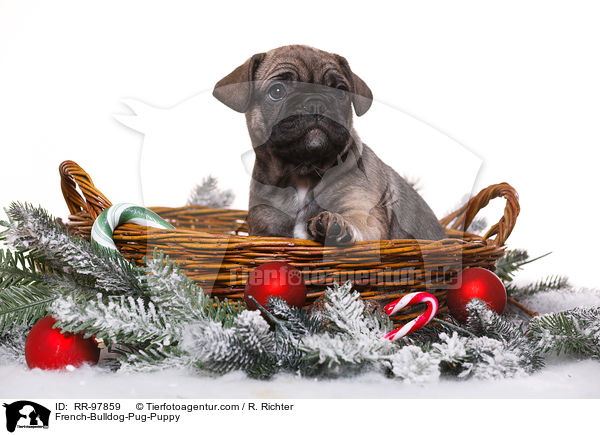 French-Bulldog-Pug-Puppy / RR-97859