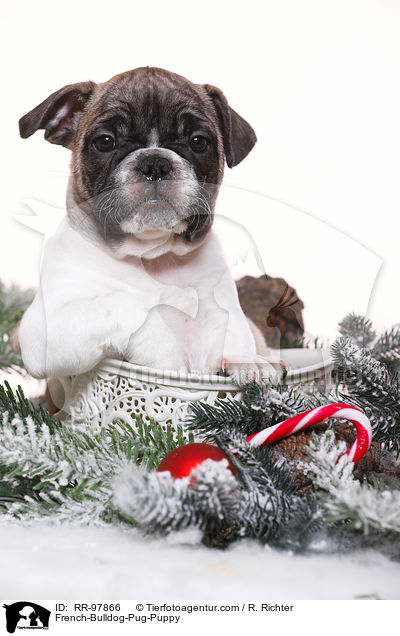 French-Bulldog-Pug-Puppy / RR-97866