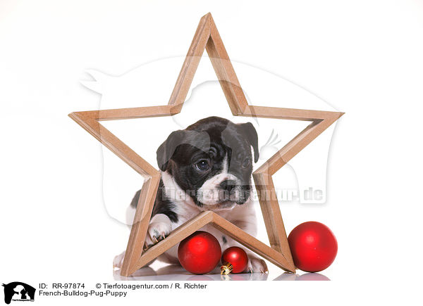 French-Bulldog-Pug-Puppy / RR-97874