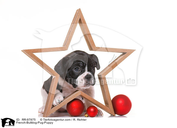 French-Bulldog-Pug-Puppy / RR-97875