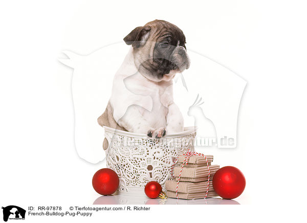 French-Bulldog-Pug-Puppy / RR-97878