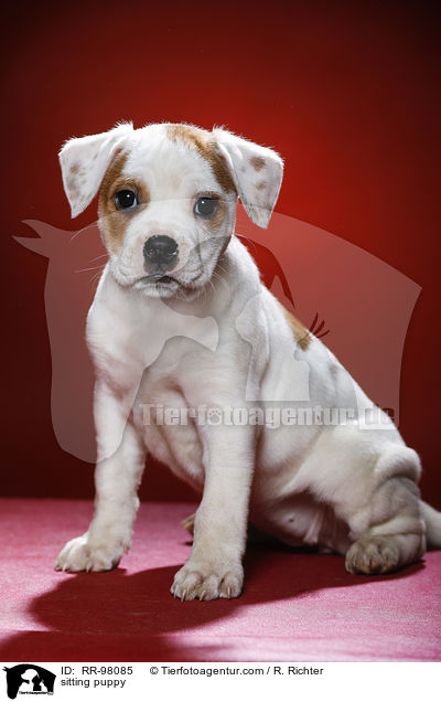 sitting puppy / RR-98085